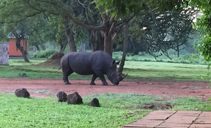 Rhino in camp