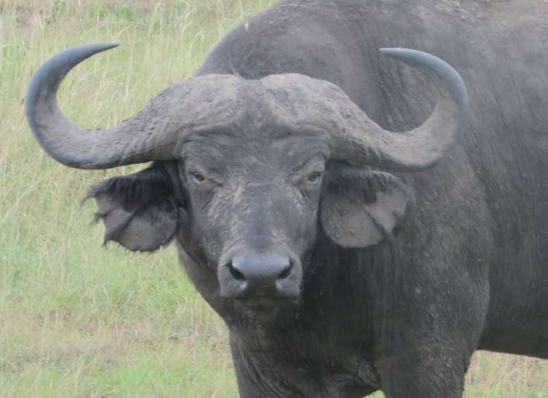 buffalo up close