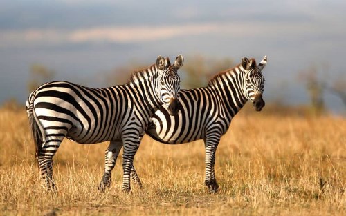 zebra-kidepo