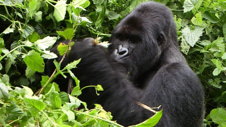 black backed gorilla