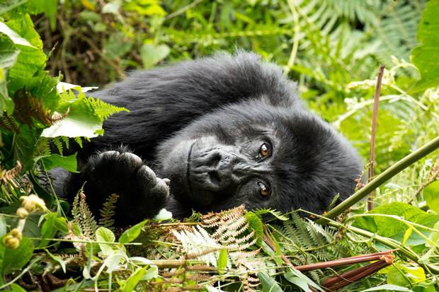 Gorilla Resting